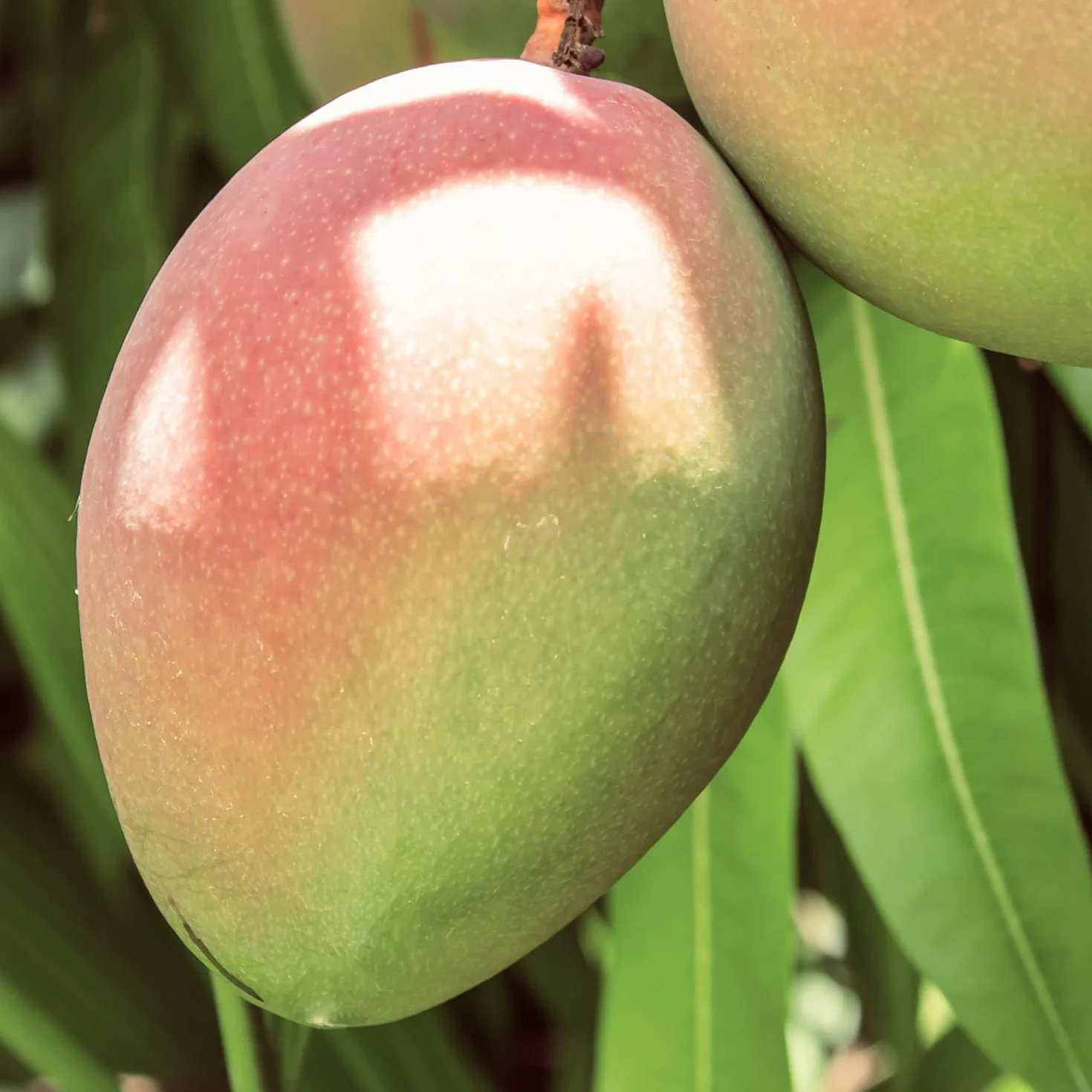 Naissance Beurre De Mangue Raffiné (No. 304) - 500g - Pure, Naturelle, Hydratant & Nourrissant - Pour Aromathérapie, Peau, Chaveux, Massages Et Recettes De Beauté