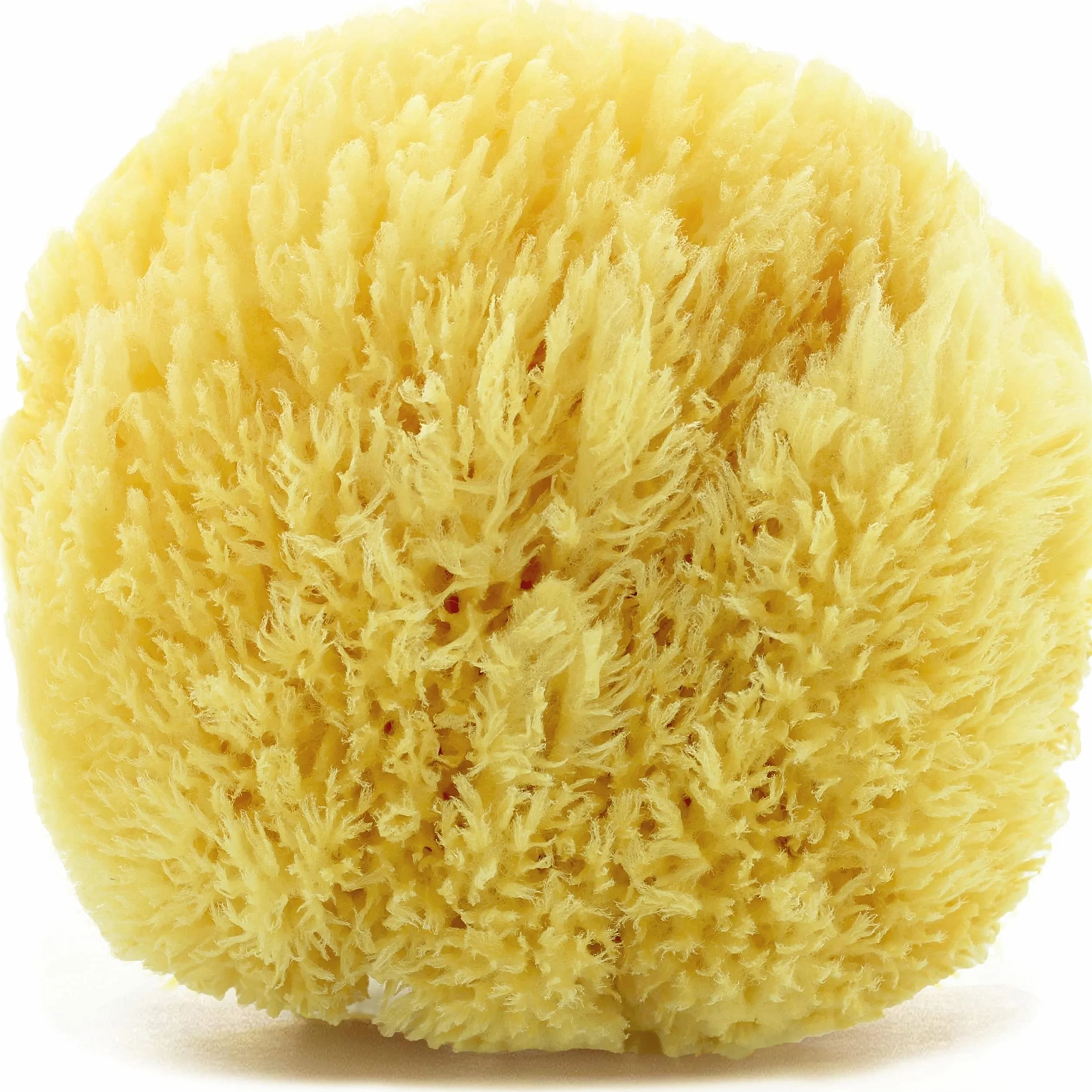 tom&pat® Éponge naturelle Grass, mousse abondante, peau sensible (13-14 cm) | Véritable éponge de mer de Grèce · Dermatest « très bien » · emballage sans plastique