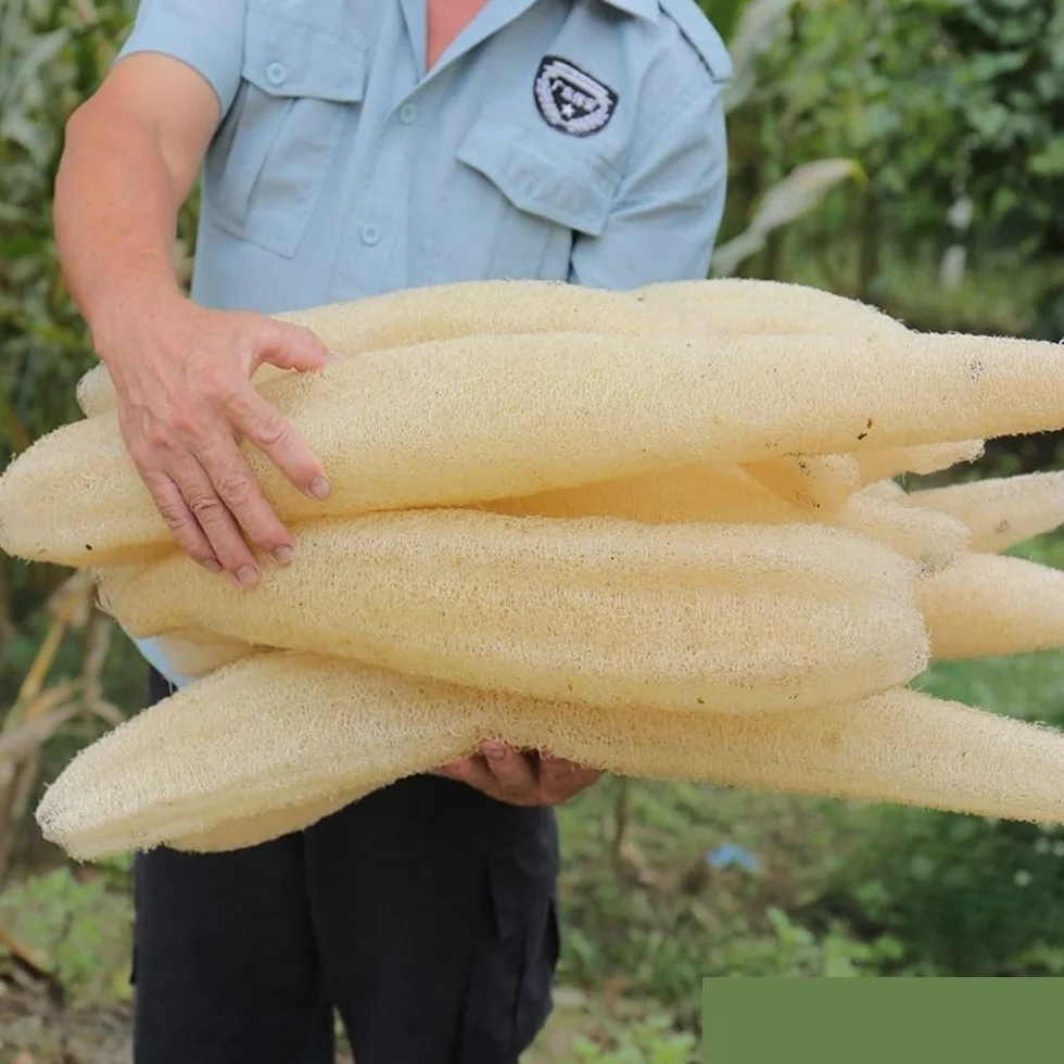 Éponge de luffa Naturelle, Longue Plantation, Douche corporelle, antiadhésive, Bonne Absorption, Serviette Vaisselle, Fourniture Cuisine et Bain(50-60cm)