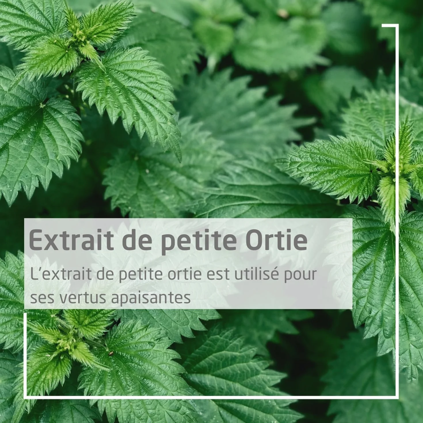 WELEDA Urtigel Après-Piqûres 25g Gel Apaisant Piqûre d'Insectes Anti Démangeaison Moustique