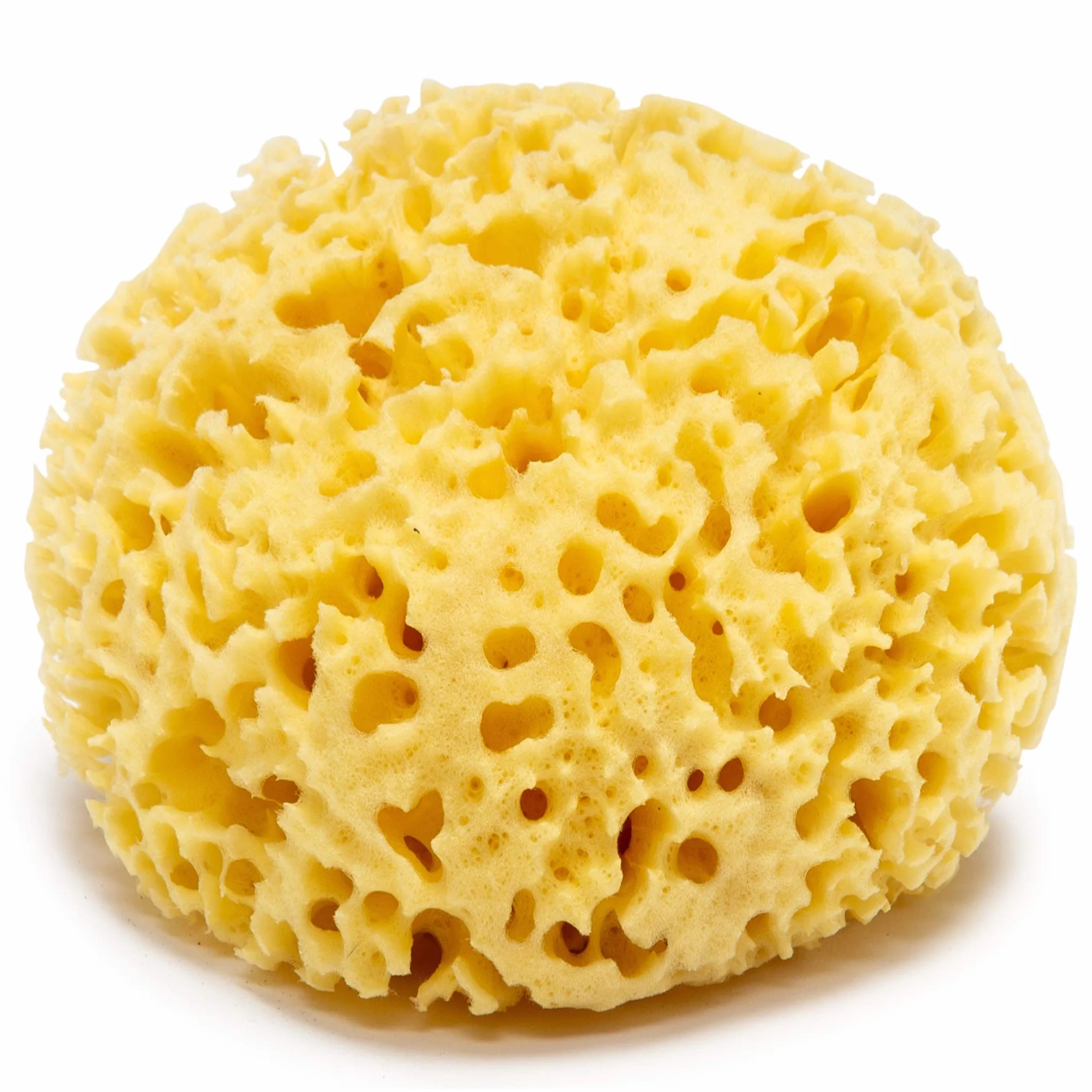 Éponge de mer 100% Naturelle Bio Grande 12-13 cm exfoliante de bain pour le corps