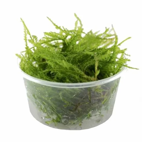 Vesicularia Dubyana Mousse de Java