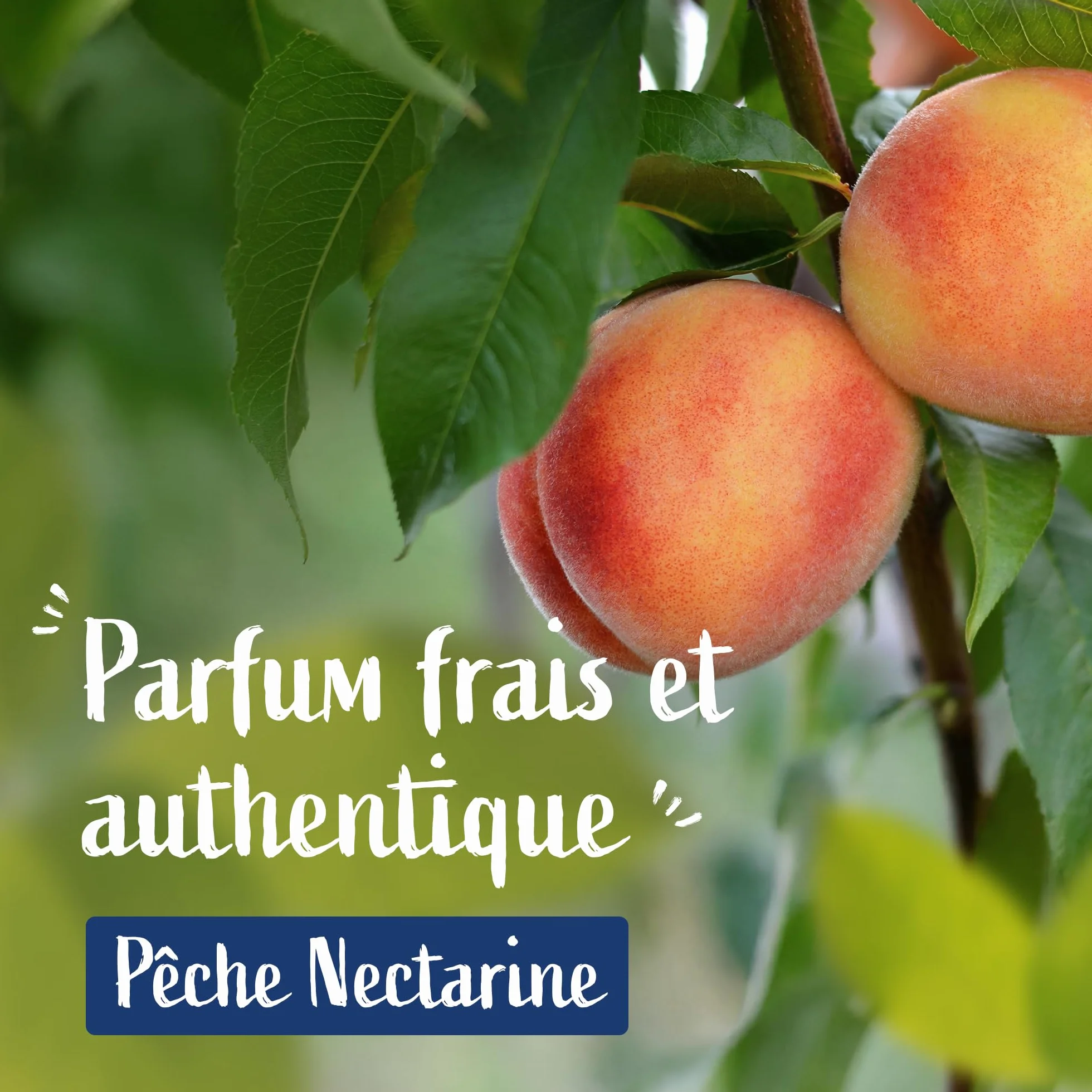 Le Petit Marseillais Le Solide 3 en 1 Lavant Doux Pêche Nectarine Savon solide corps visage cheveux sans sulfate équivalent 2 flacons gel douche