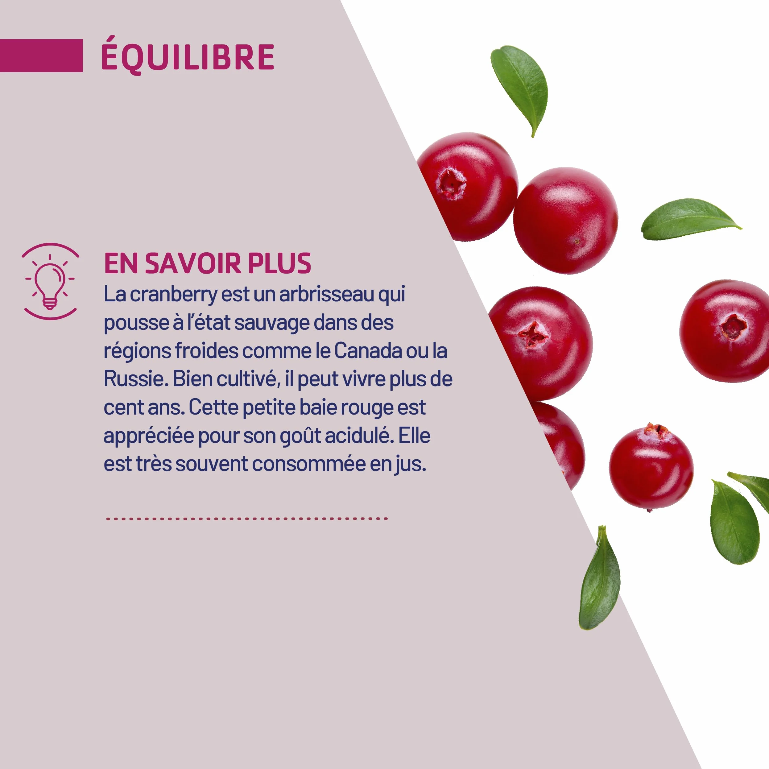 JUVAMINE Cranberry Bien être Urinaire 60 Gélules Fabriqué en France