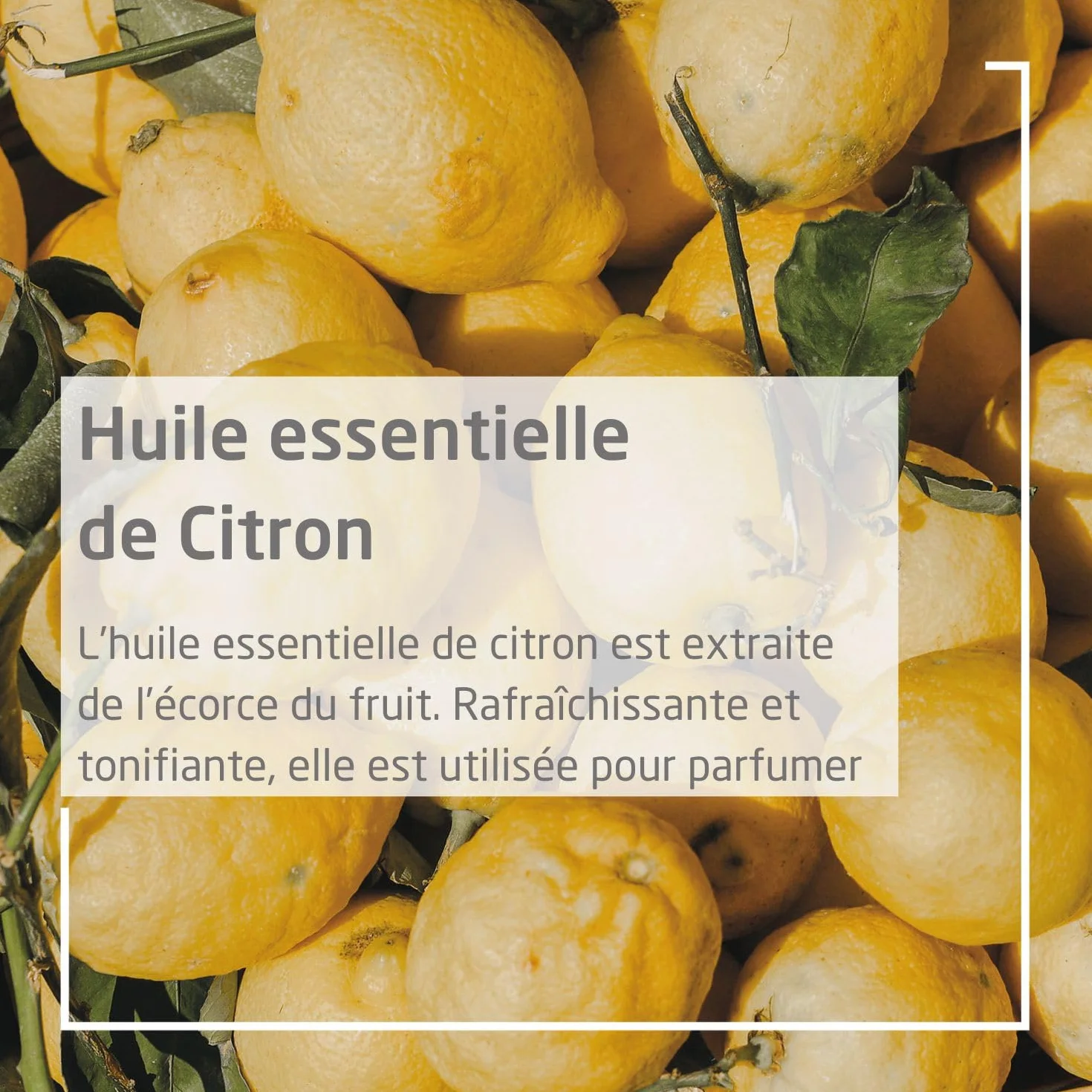 WELEDA Crème Mains et Ongles Nourrissante Citrus 50ml