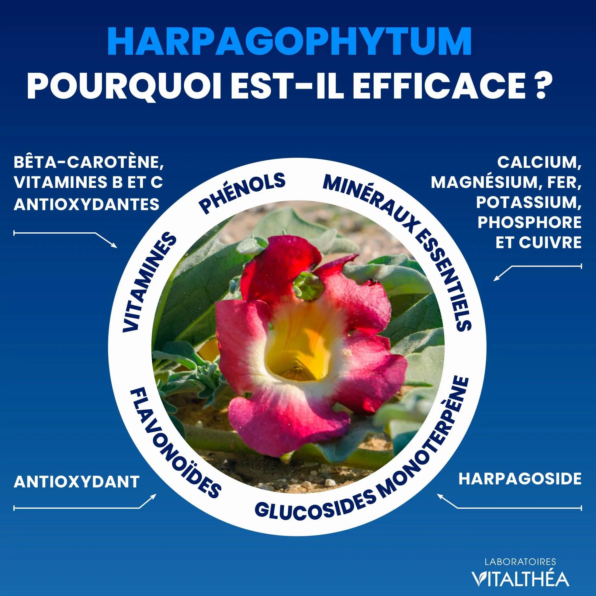 Laboratoires Vitalthéa ARTHROPHYTOL Gel de Massage Articulations & Muscles 8 Actifs Naturels Harpagophytum Huiles Essentielles Menthol Camphre