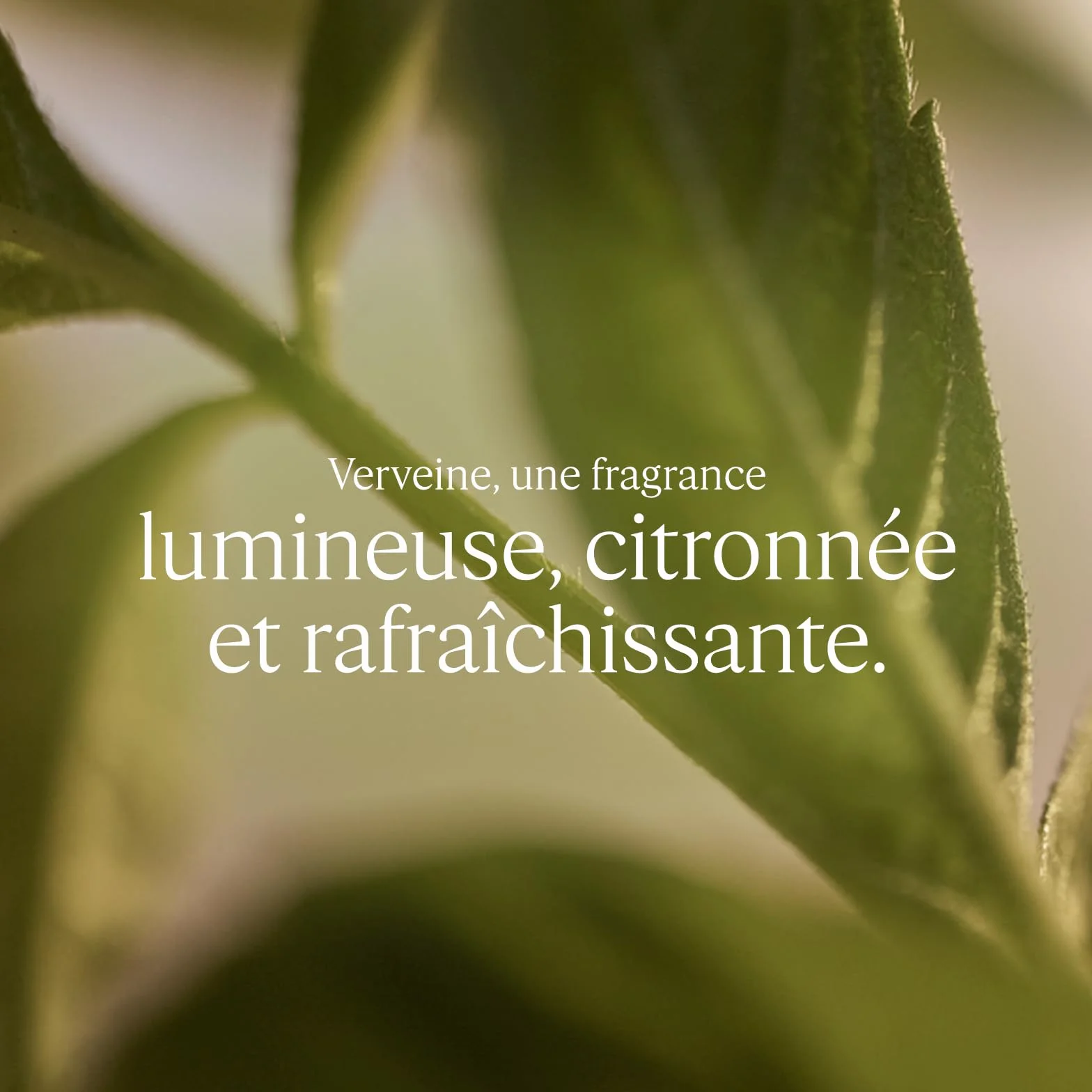 L'OCCITANE - Recharge Savon Liquide Verveine - 500 ml | Tous types de peau - Nettoie en douceur - Notes acidulées et rafraîchissantes - Fabriqué en France