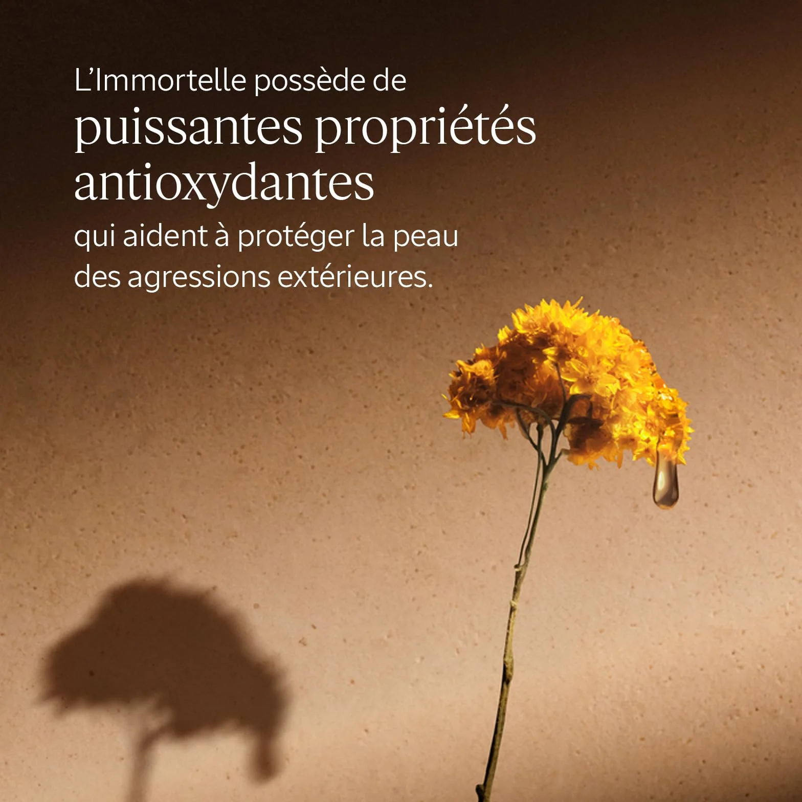 L'OCCITANE Mousse Nettoyante Immortelle Précieuse 150 ml