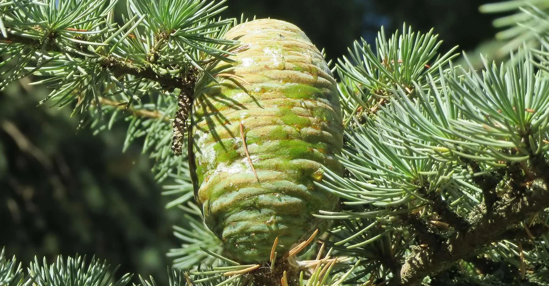 Shampoing solide Cèdre Rhassoul Cheveux secs à mixtes artisanal biologique français